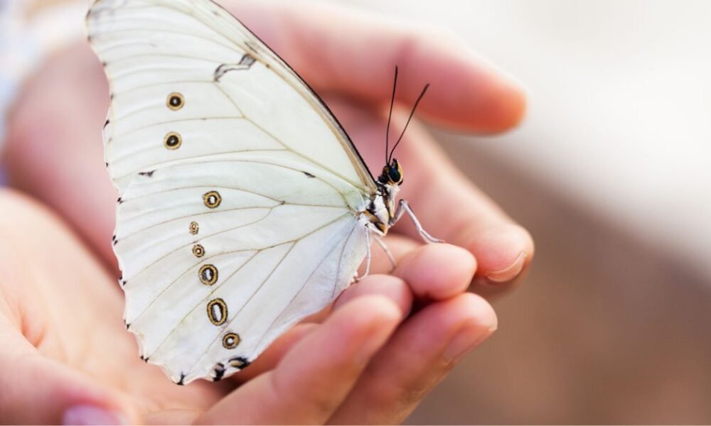 What is the Symbolism Behind the White Butterfly?